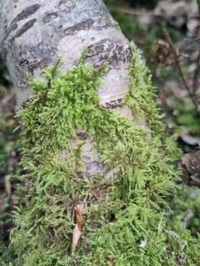 Moss growing on a tree trunk