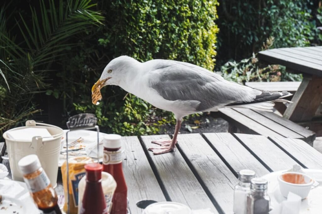 A seagull on an outdoor table, eating leftover food