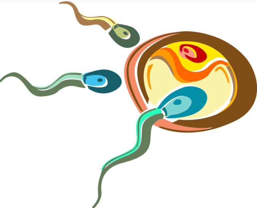 The winning sperm
